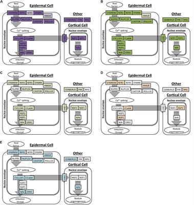 Comparative Transcriptomic Analysis of Two Actinorhizal Plants and the Legume Medicagotruncatula Supports the Homology of Root Nodule Symbioses and Is Congruent With a Two-Step Process of Evolution in the Nitrogen-Fixing Clade of Angiosperms